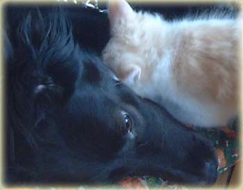 Fluffers and Scruffers - dog and cat love