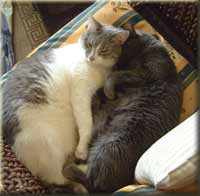 cat photo gallery - persia and madame cuddling