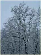 winter snow on trees