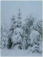 winter snow pine trees - chosen home