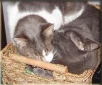 cat photo gallery - persia and madame cuddling